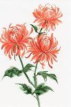 Chrysanthemum and Bamboo-Surovtseva-Art Print