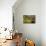 Surprise-Henri Rousseau-Mounted Art Print displayed on a wall