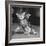 Surprised kitten 1958-Staff-Framed Photographic Print