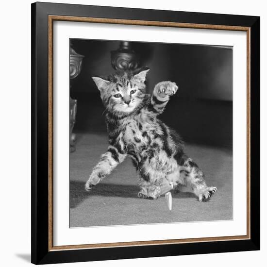 Surprised kitten 1958-Staff-Framed Photographic Print