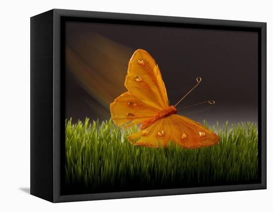 Surreal Butterfly-William Scott-Framed Stretched Canvas