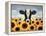 Surrounded by Sunflowers-Lowell Herrero-Framed Stretched Canvas