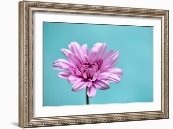 Surrounded in Blue-Gail Peck-Framed Photographic Print