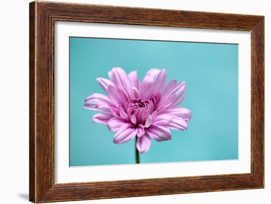 Surrounded in Blue-Gail Peck-Framed Photographic Print