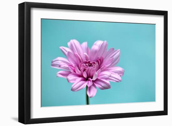 Surrounded in Blue-Gail Peck-Framed Photographic Print