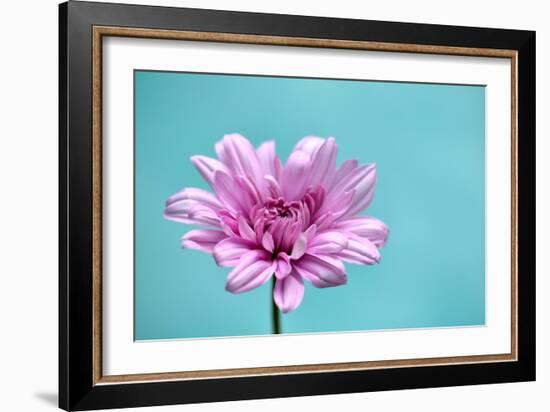 Surrounded in Blue-Gail Peck-Framed Photographic Print