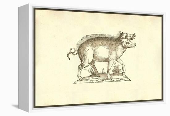 Sus Biceps-Ulisse Aldrovandi-Framed Stretched Canvas