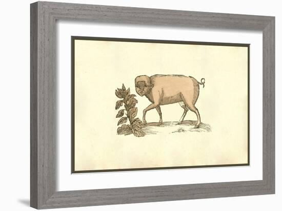 Sus Facie Humana Cum Crista-Ulisse Aldrovandi-Framed Art Print