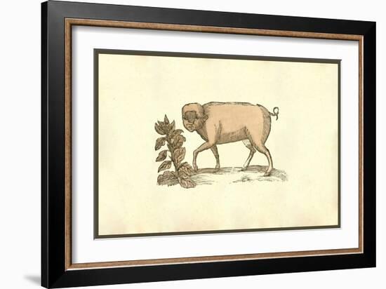 Sus Facie Humana Cum Crista-Ulisse Aldrovandi-Framed Art Print