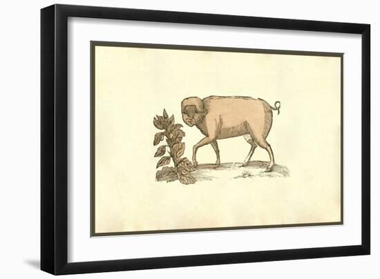 Sus Facie Humana Cum Crista-Ulisse Aldrovandi-Framed Art Print