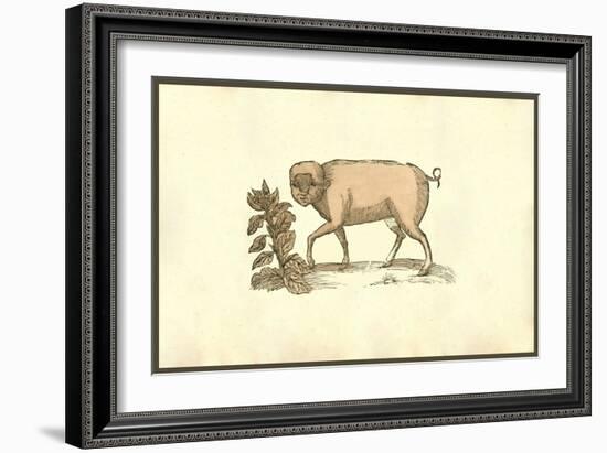 Sus Facie Humana Cum Crista-Ulisse Aldrovandi-Framed Art Print