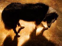 A Collie Dog Standing in the Evening Sunlight-Susan Bein-Framed Premier Image Canvas