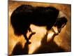 Photographic Print