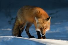 Red Fox-Susan Breau-Mounted Photographic Print