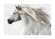 Horse Exposures I-Susan Friedman-Art Print