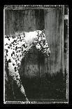 Horse Exposures III-Susan Friedman-Art Print
