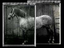 Equine Double Take III-Susan Friedman-Art Print