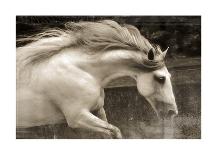 Horse Exposures III-Susan Friedman-Art Print