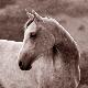 Premium Photographic Print