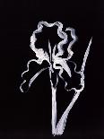 Shadow Lily-Susan Gillette-Giclee Print
