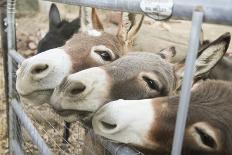 Miniature Donkeys on a Ranch in Northern California, USA-Susan Pease-Photographic Print