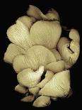 Oyster Mushrooms-Susan S. Barmon-Giclee Print