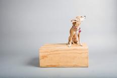 Small Dog, Big World-Susan Sabo-Photographic Print