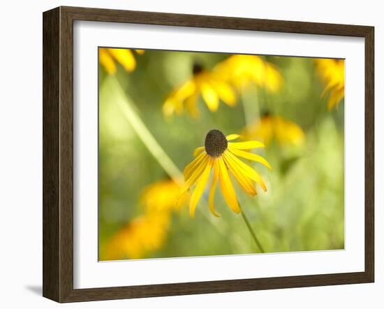 Susan Study I-James McLoughlin-Framed Photographic Print