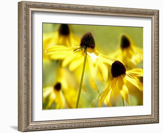 Susan Study II-James McLoughlin-Framed Photographic Print