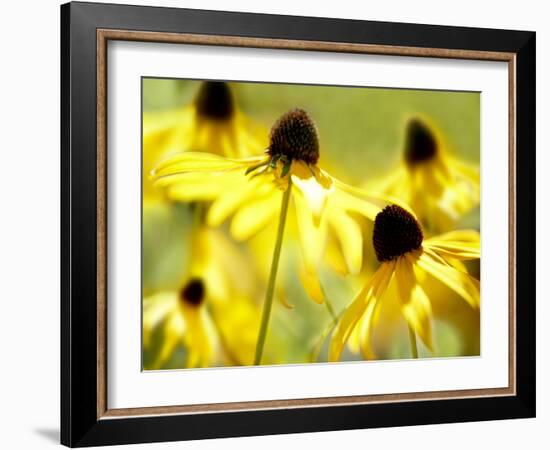 Susan Study II-James McLoughlin-Framed Photographic Print