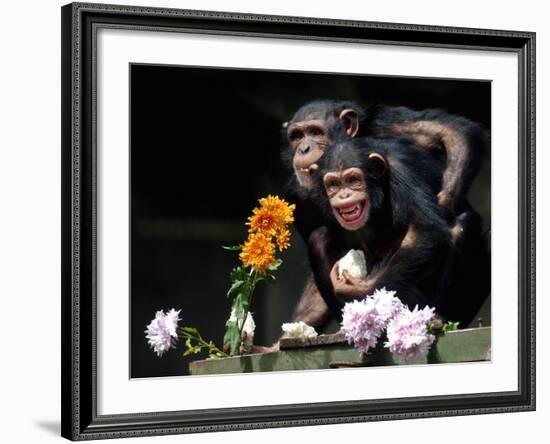 Susana and Gombe-null-Framed Photographic Print