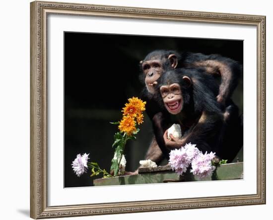 Susana and Gombe-null-Framed Photographic Print