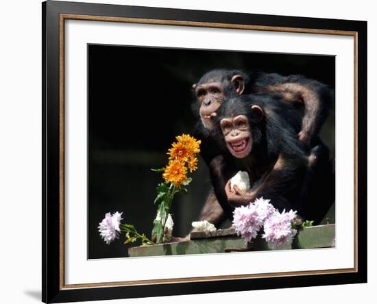 Susana and Gombe-null-Framed Photographic Print