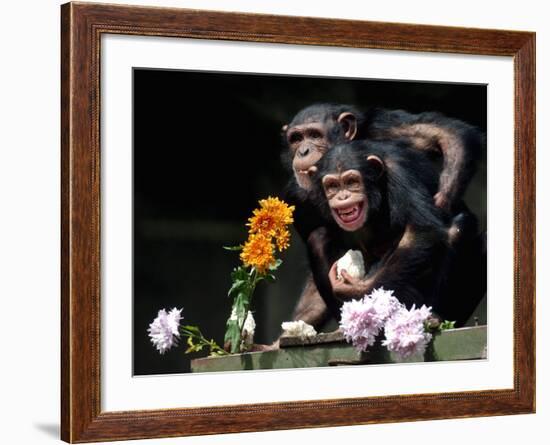 Susana and Gombe-null-Framed Photographic Print