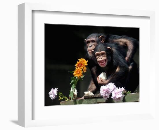Susana and Gombe-null-Framed Photographic Print