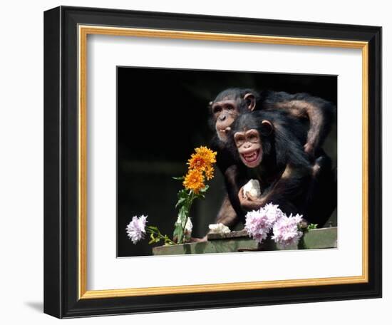 Susana and Gombe-null-Framed Photographic Print