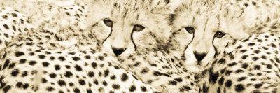 Cheetahama-Susann & Frank Parker-Art Print
