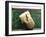 Sushi Appetizer of Salmon and Asparagas in Rice and Sesame Parcel, Japan-Aaron McCoy-Framed Photographic Print