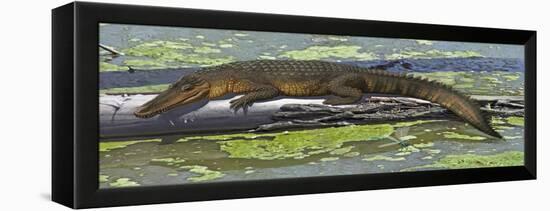 Susisuchus Anatoceps, a Small Crocodyliform from the Early Cretaceous Period-null-Framed Stretched Canvas