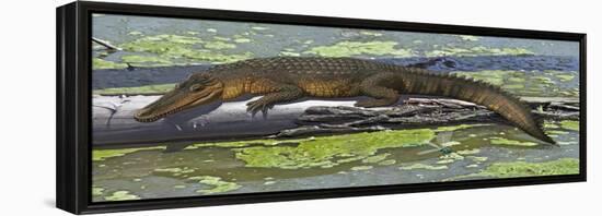 Susisuchus Anatoceps, a Small Crocodyliform from the Early Cretaceous Period-null-Framed Stretched Canvas