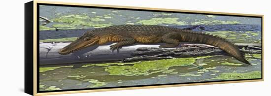 Susisuchus Anatoceps, a Small Crocodyliform from the Early Cretaceous Period-null-Framed Stretched Canvas