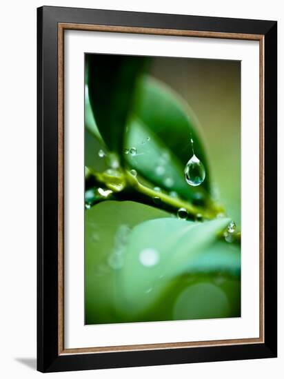 Suspended Dew I-Erin Berzel-Framed Art Print