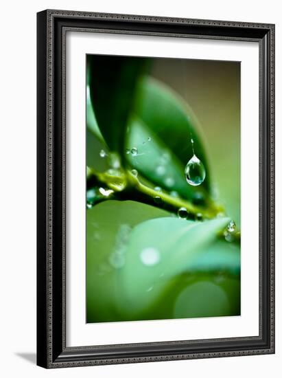 Suspended Dew I-Erin Berzel-Framed Art Print