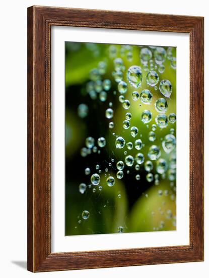 Suspended Dew II-Erin Berzel-Framed Art Print