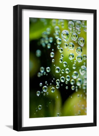 Suspended Dew II-Erin Berzel-Framed Art Print