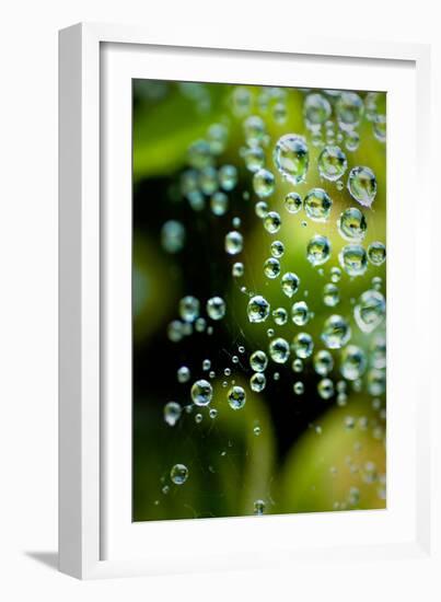 Suspended Dew II-Erin Berzel-Framed Art Print