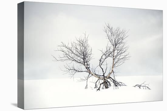 Suspended in Time-Andreas Stridsberg-Framed Stretched Canvas