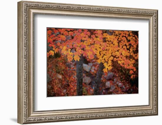 Suspended Maple Leaves-Michael Hudson-Framed Art Print