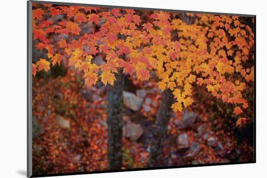 Suspended Maple Leaves-Michael Hudson-Mounted Art Print