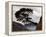 Suspended-Art Wolfe-Framed Premier Image Canvas